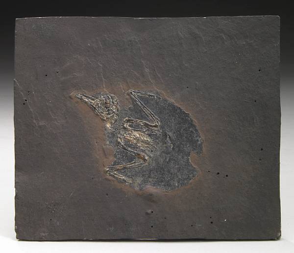 Appraisal: Fossil Bird Coraciiformes Middle Eocene Messel near Frankfurt Germany The