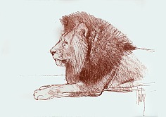 Appraisal: Bob Kuhn Lionconte crayon on paper x sight in