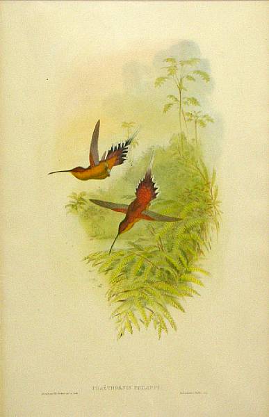 Appraisal: A pair of English framed prints of hummingbirds framed dimensions