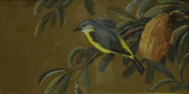 Appraisal: Neville William Cayley Junior - Eastern Yellow Robin watercolour on