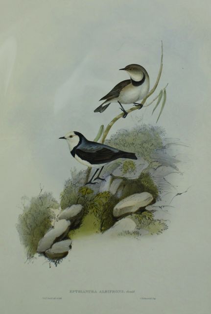 Appraisal: White-fronted Epthianura Epthianura Albifrons Lithograph by Elizabeth Gould