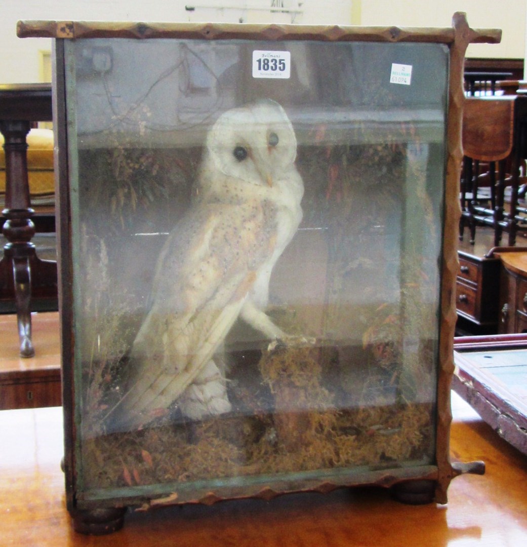 Appraisal: A cased barn owl and glass dome on an ebonised