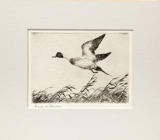 Appraisal: Frank W Benson - Flying Pintail signed Frank W Benson