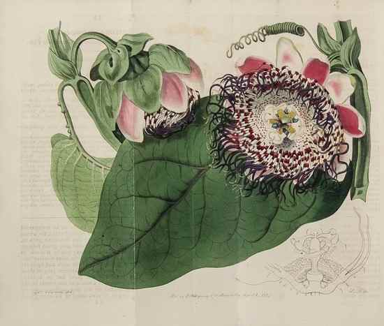 Appraisal: Edwards Sydenham The Botanical Register vol only of hand-coloured engraved