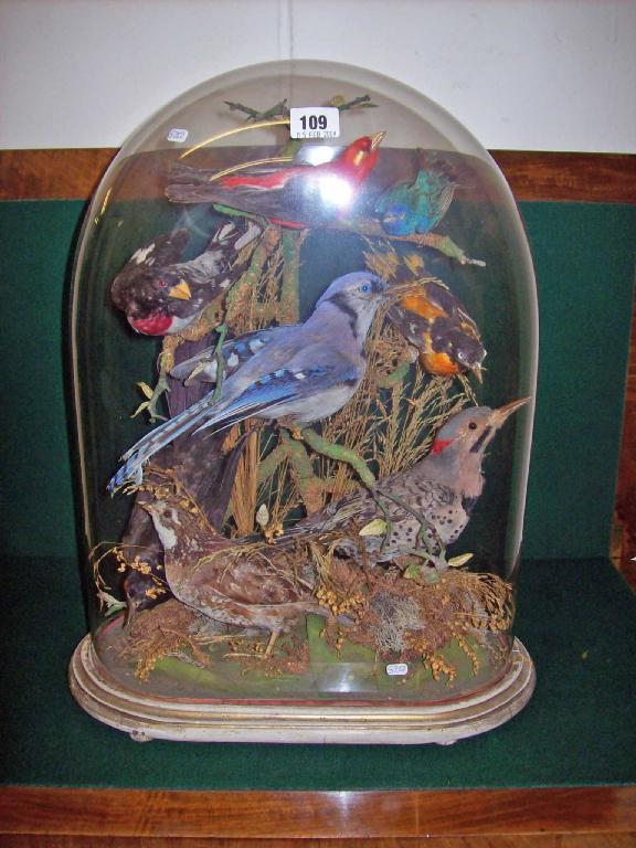 Appraisal: A Victorian taxidermy study of a Jay and other birds