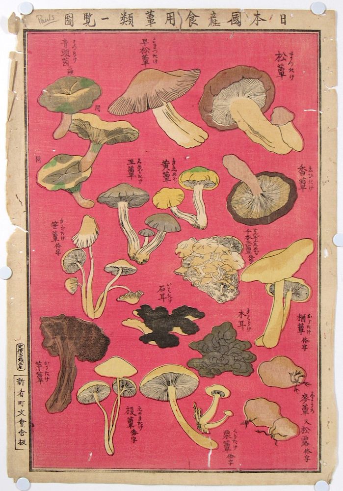 Appraisal: Chart of Edible Japanese Mushroom Types Japanese woodblock print Together