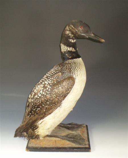 Appraisal: Taxidermy Interest An early th century Great Northern Diver sitting