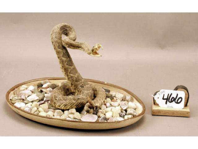 Appraisal: Diamond back rattle snake mount Estimate -