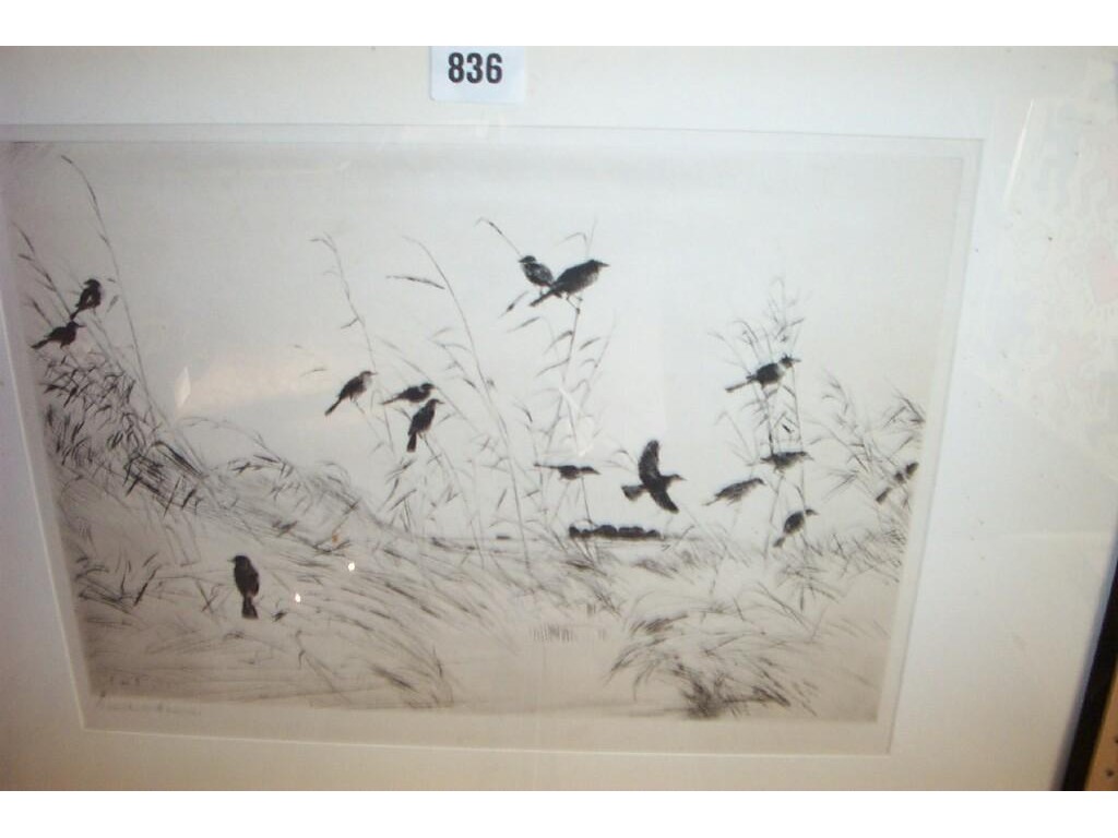 Appraisal: An early th century black and white etching of birds