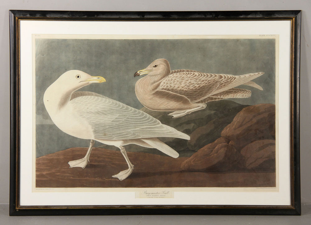 Appraisal: - Havell After Audubon Burgomaster Gull Engraving and Aquatint R