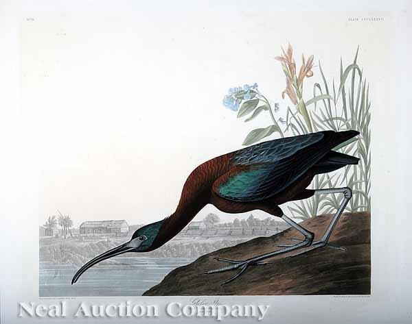 Appraisal: After John James Audubon American - Glossy Ibis with a