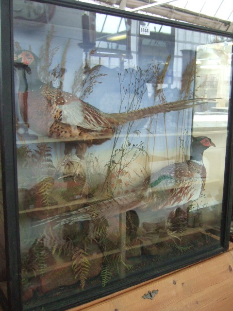 Appraisal: Taxidermy two stuffed pheasants set against a naturalistic backdrop framed