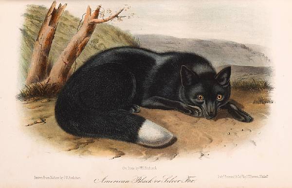 Appraisal: AUDUBON JOHN JAMES - amp BACHMAN JOHN - The Quadrupeds