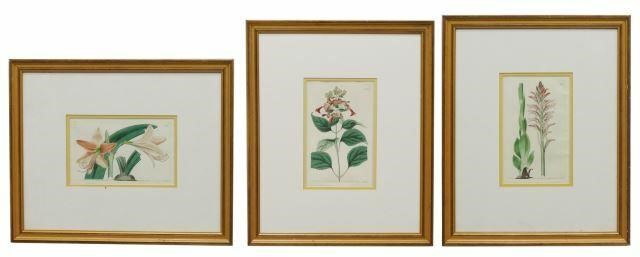 Appraisal: lot of Framed hand-colored botanical engravings on paper c after