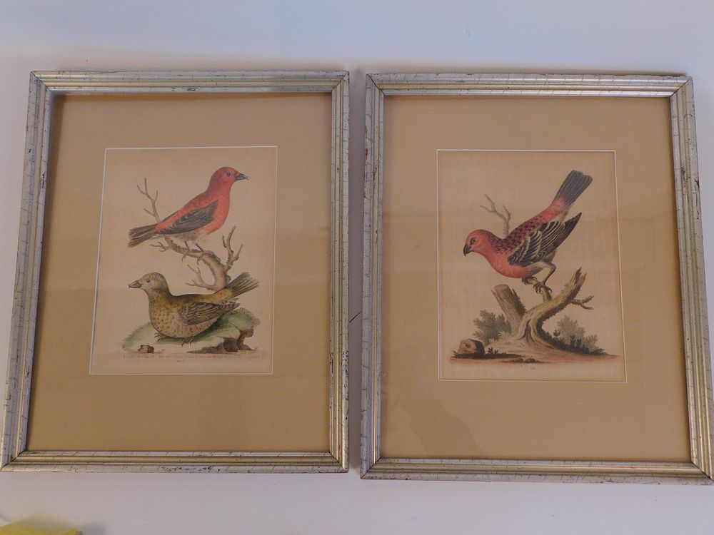 Appraisal: PAIR TH C BIRD PRINTS Pair of antique colored bird