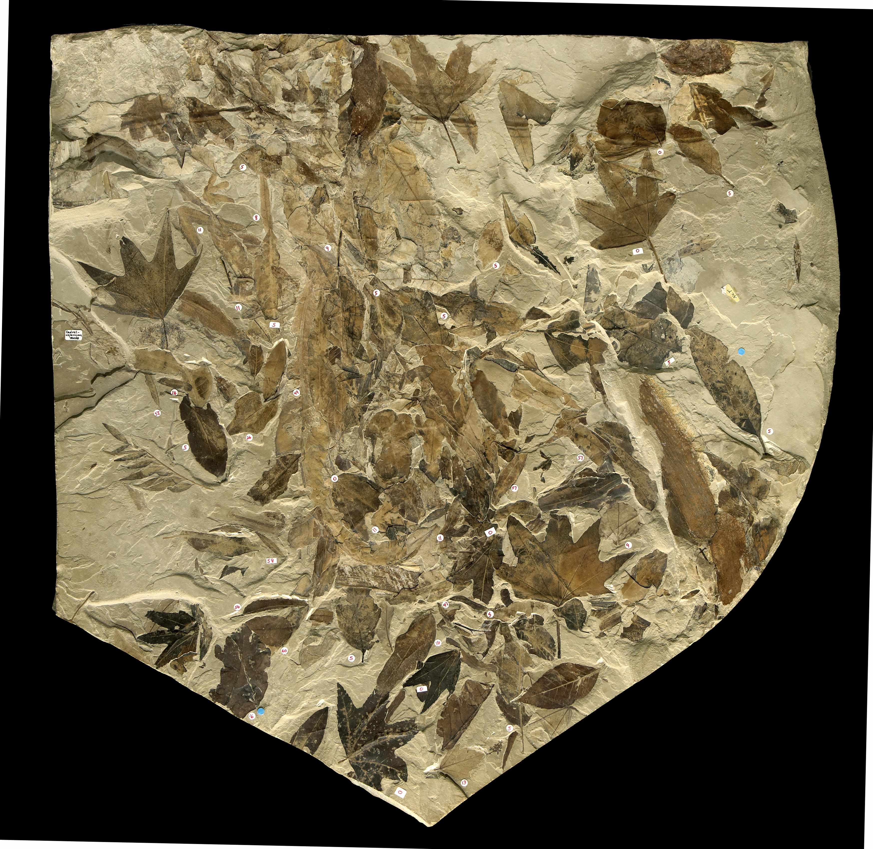 Appraisal: Eocene Fossil Leaves Various speciesEoceneGreen River Formation Uinta County UtahA