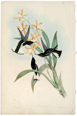 Appraisal: Gould and Richter hummingbird print from The Monograph of the