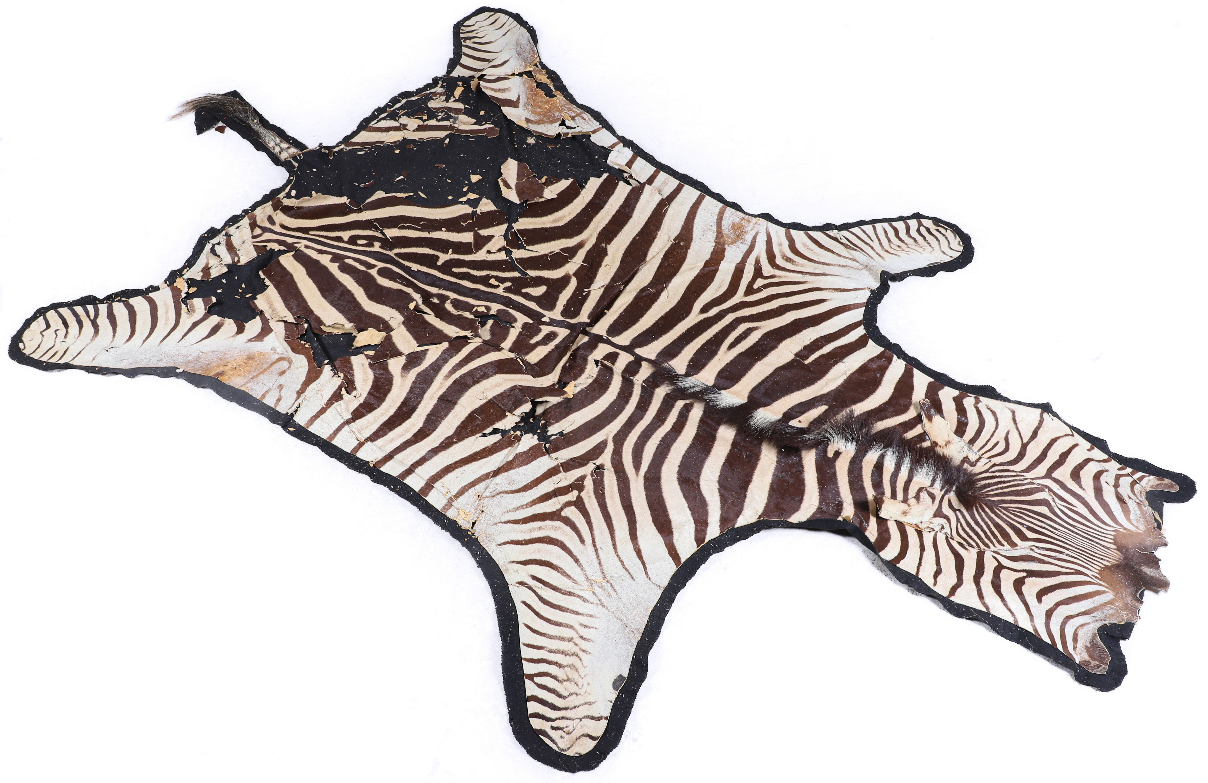 Appraisal: African Zebra Skin Rug felted edges with excessive damages and