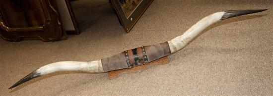 Appraisal: Mounted steer horn trophy Estimate - No condition report supplied