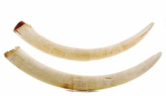 Appraisal: Pair elephant tusks L '' Provenance Columbus Museum Columbus Georgia