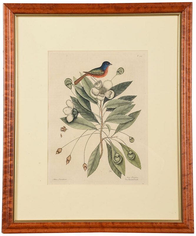 Appraisal: Mark Catesby British - The Painted Finch T from The