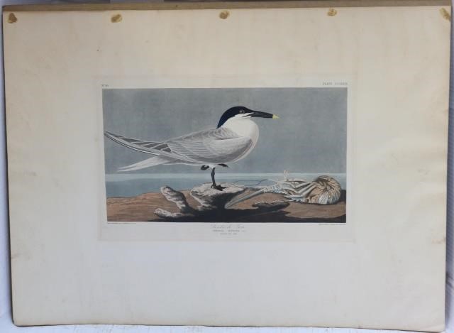 Appraisal: JOHN JAMES LA FOREST AUDUBON - HANDCOLORED ENGRAVING WITH AQUATINT