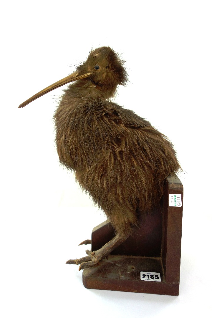 Appraisal: Taxidermy a stuffed kiwi bird late th early th century