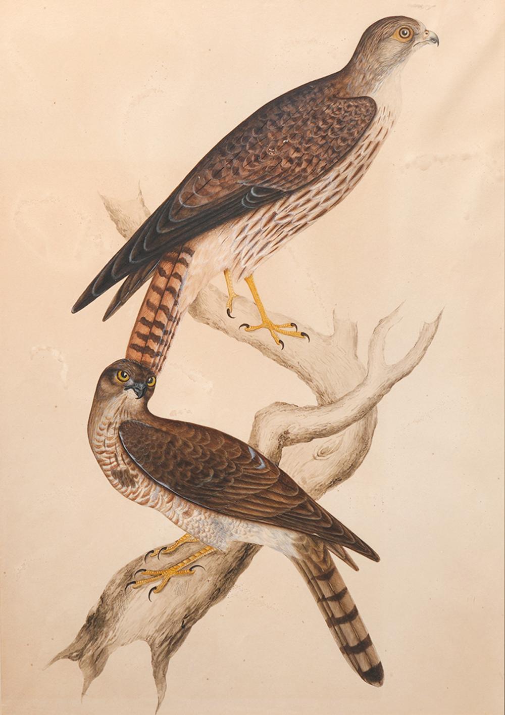 Appraisal: ATTRIBUTED JOHN JAMES AUDUBON WATERCOLOR PAINTINGAttributed to John James Audubon