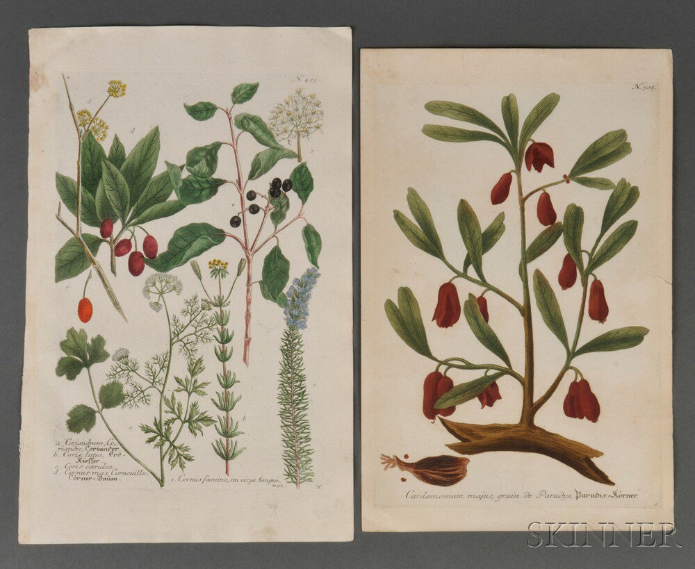 Appraisal: Weinmann Johann Wilhelm - Ten Hand-colored Botanical Prints from Phytanthoza