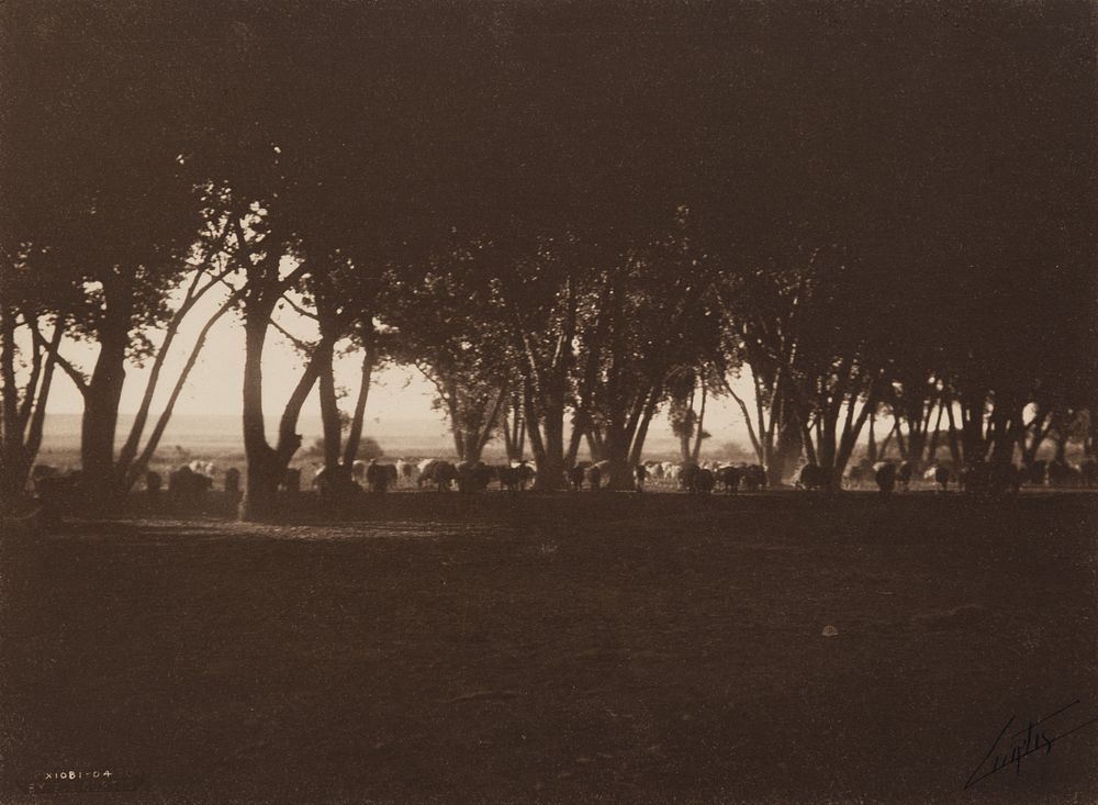 Appraisal: Edward Curtis Under the Cottonwoods - Navaho Edward S Curtis