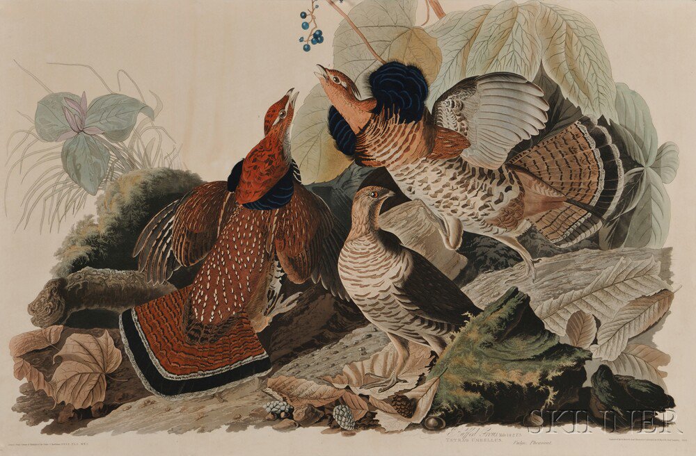 Appraisal: Audubon John James - Ruffed Grouse from Birds of America