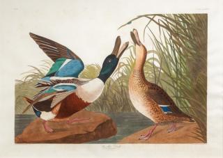 Appraisal: after John James Audubon - Shoveller Duckhand-colored engraving sheet size