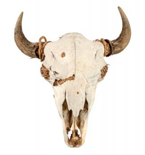 Appraisal: Large Authentic Buffalo Skull N S G W San Francisco