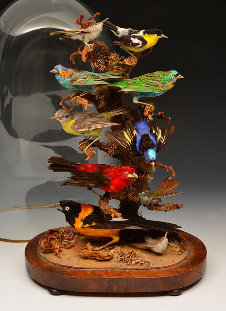 Appraisal: A VICTORIAN CASED GROUP OF TEN TAXIDERMIC BIRDS gathered around