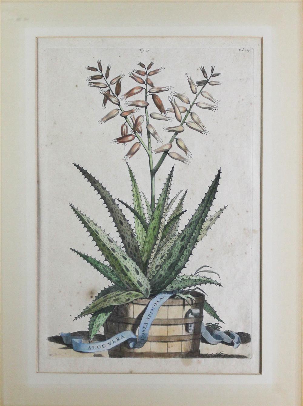 Appraisal: ABRAHAM MUNTING DUTCH - ALOE VERA COSTA SPINOSA Engraving with