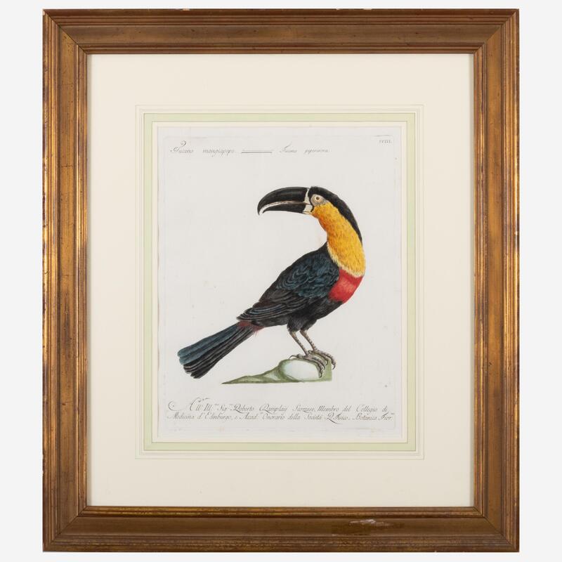 Appraisal: Saverio Manetti - Tucano Mangiapepe Engraving with hand-coloring on laid