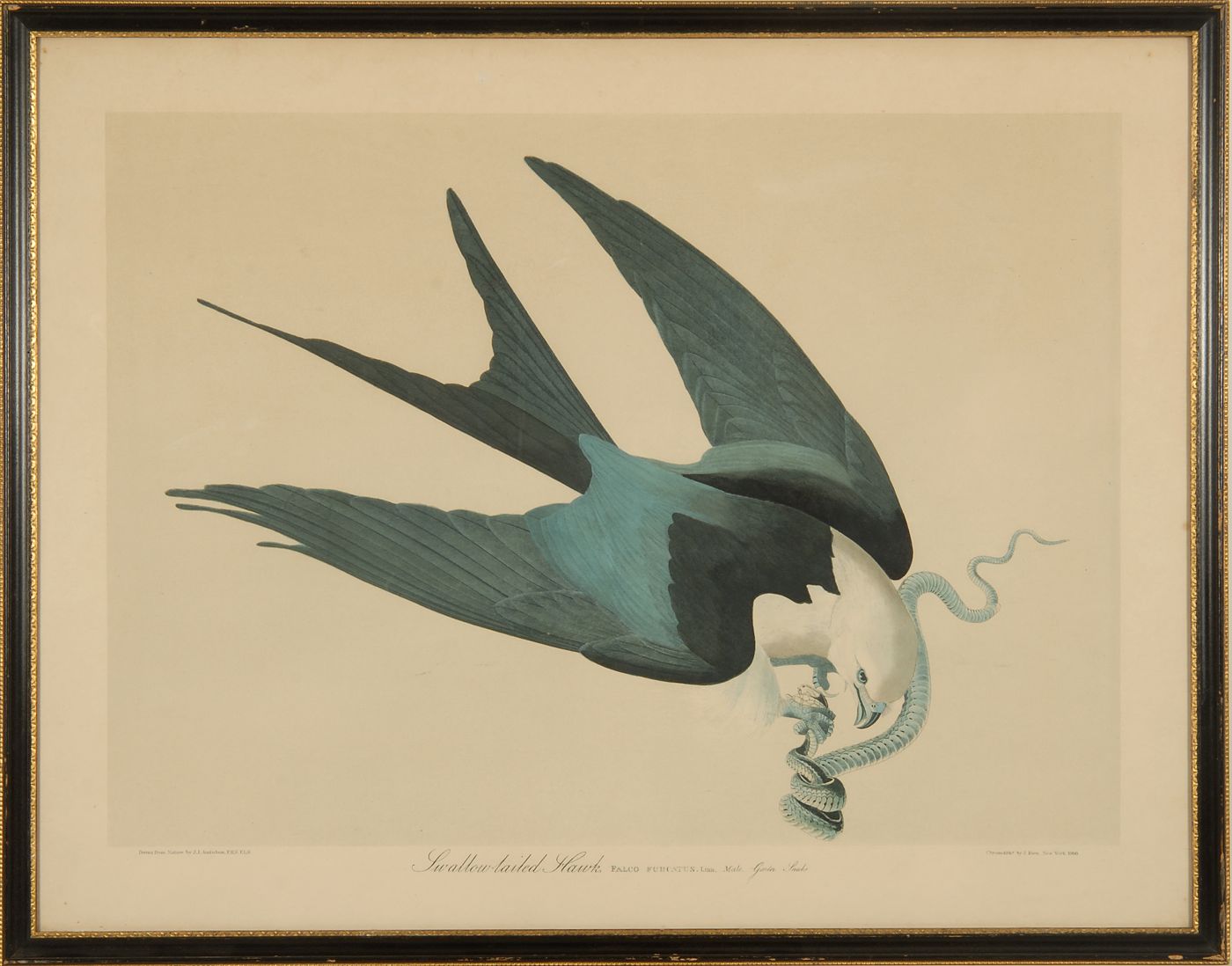 Appraisal: FRAMED J BIEN COLORED LITHOGRAPH AFTER AUDUBON Swallow Tailed Hawk