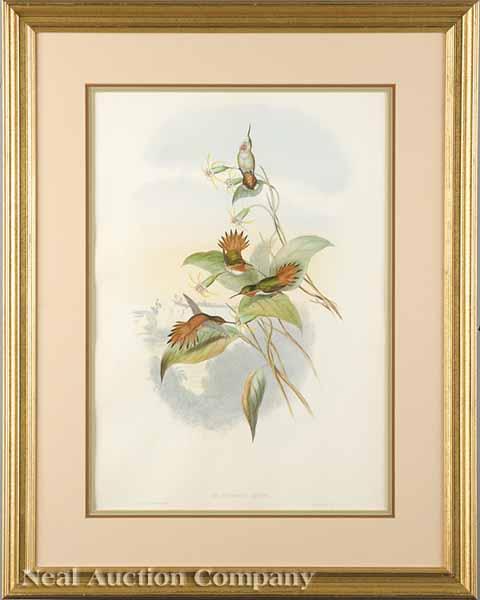 Appraisal: After John Gould English - Selasphorus Scintilla and Selasphorus Rufus