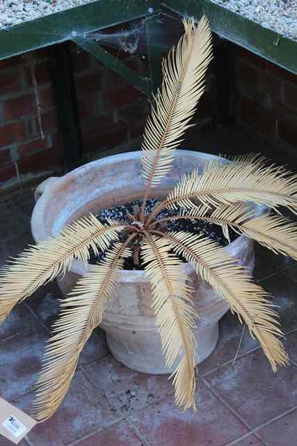 Appraisal: A GROUP OF THREE TERRACOTTA PLANTERS of turned waisted form