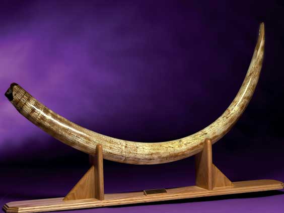 Appraisal: WOOLLY MAMMOTH TUSK Mammuthus Primigenius Pleistocene Tamyr Peninsula Russia This