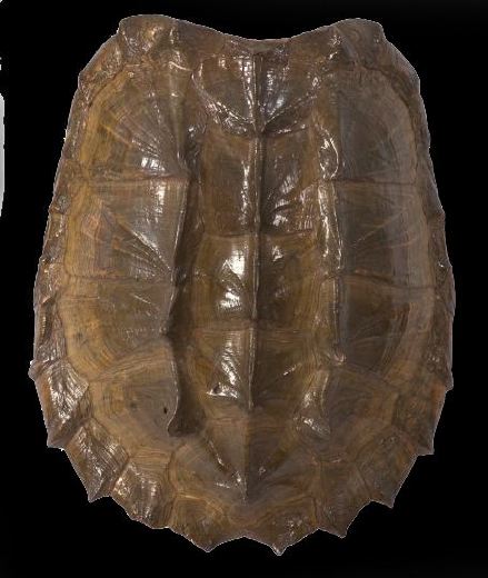 Appraisal: Large Alligator Snapping Turtle Carapace Specimen the surface softly waxed