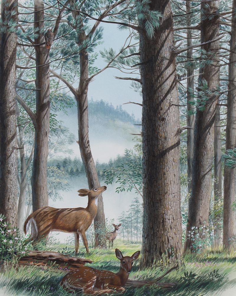 Appraisal: Don Balke B Deer in Forest Original W C Don