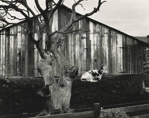 Appraisal: Edward Weston American - Corral Pismo Beach California Gelatin silver