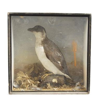 Appraisal: A cased 'Little Auk' the verso with label stating 'Little