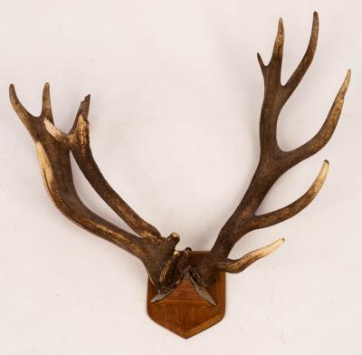 Appraisal: A pair of red deer antlers with interesting deformity mounted