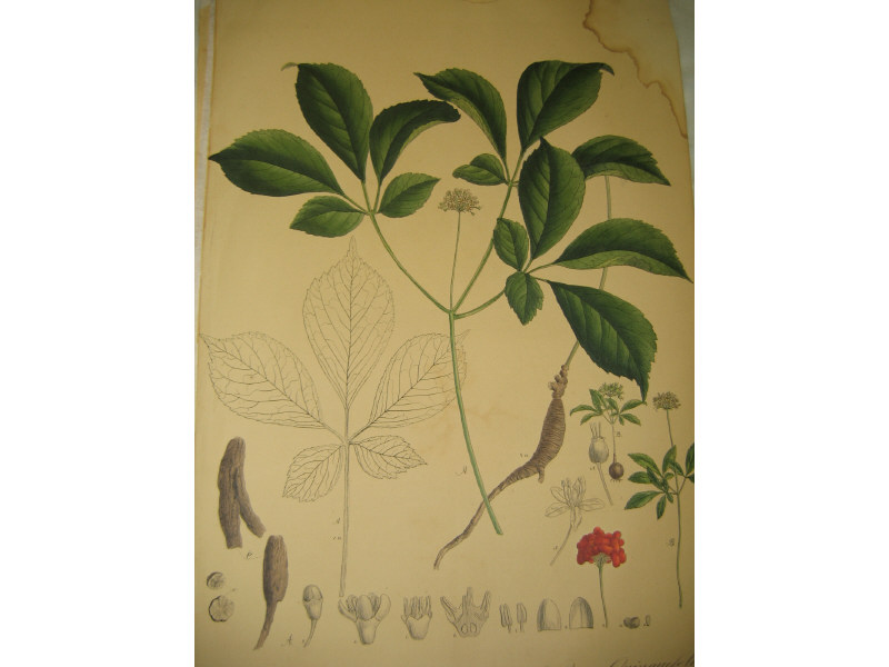 Appraisal: COLLECTION OF HANDCOLORED BOTANICALS Forty-one loose plates imperfections losses and