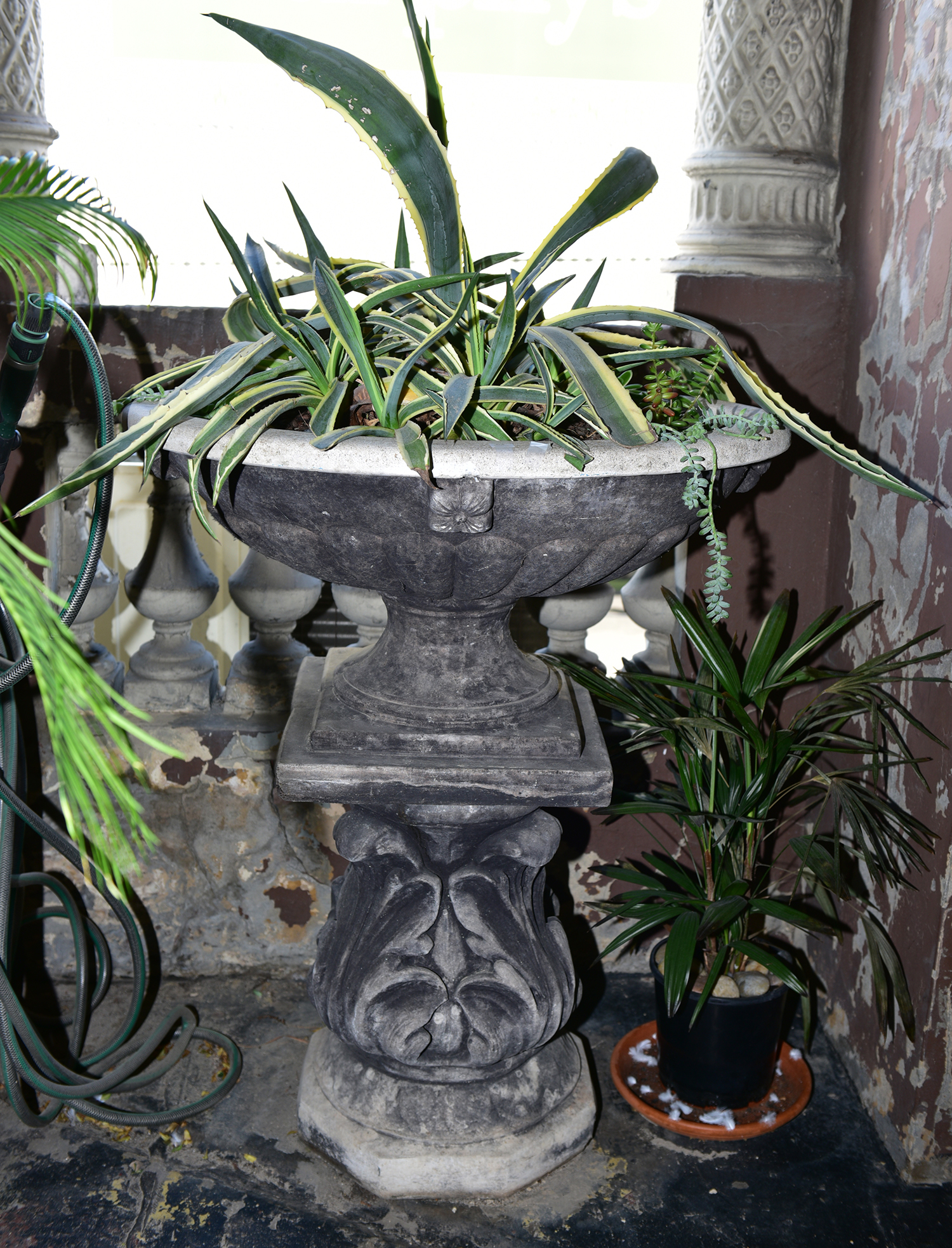 Appraisal: A CLASSICAL STYLE CONCRETE PLANTER ON PEDESTAL WITH SUCCULENT Planter