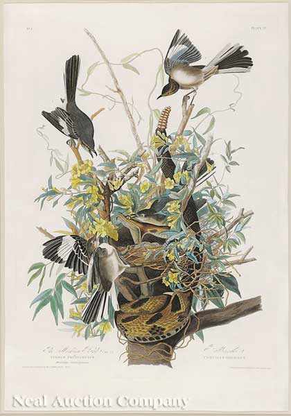 Appraisal: John James Audubon American - The Mocking Bird Plate from