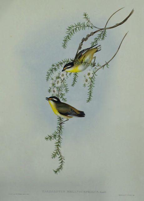 Appraisal: Black-headed Pardalote Pardalotus Melanocephalus