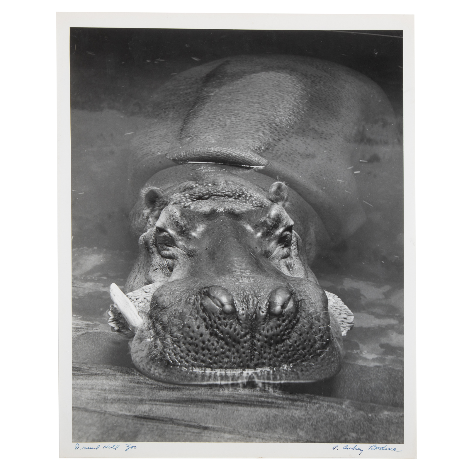 Appraisal: A AUBREY BODINE DRUID HILL ZOO PHOTOGRAPH American - Gelatin